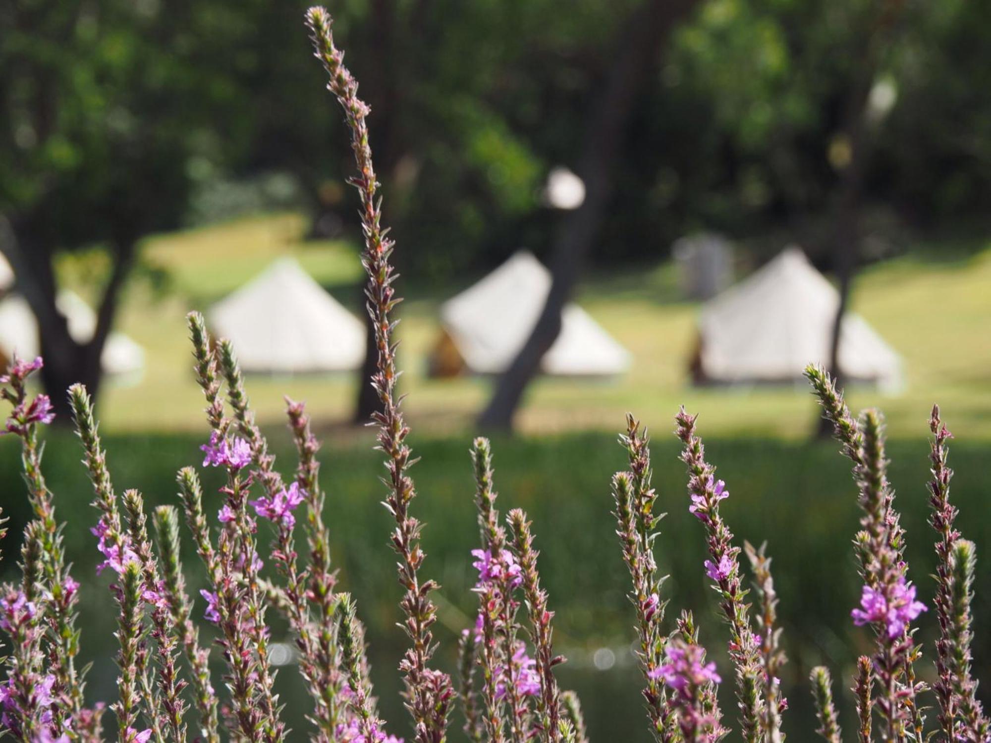 Iluka Retreat Glamping Village Red Hill South Eksteriør bilde